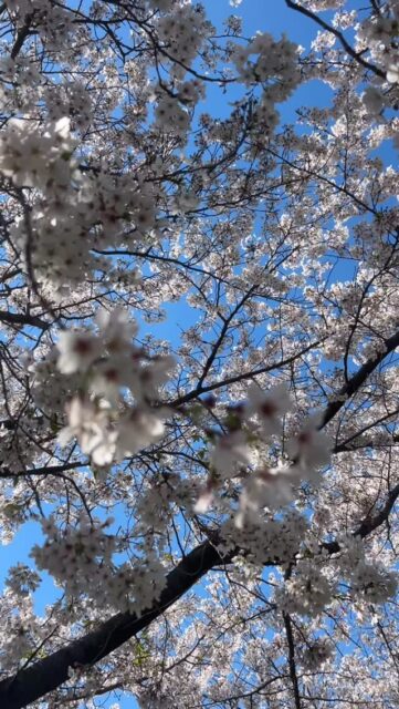 Entre mi-mars et début avril, le Japon se pare de rose et de douceur.🌸
#tokyo #nagoya #spring #sakura japan